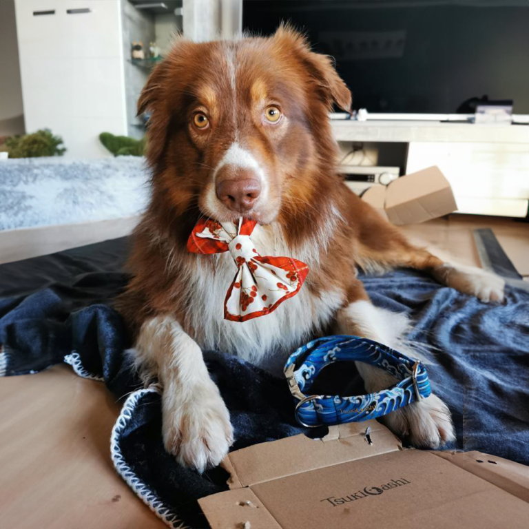 Aussi mit Schleife und blauem Halsband