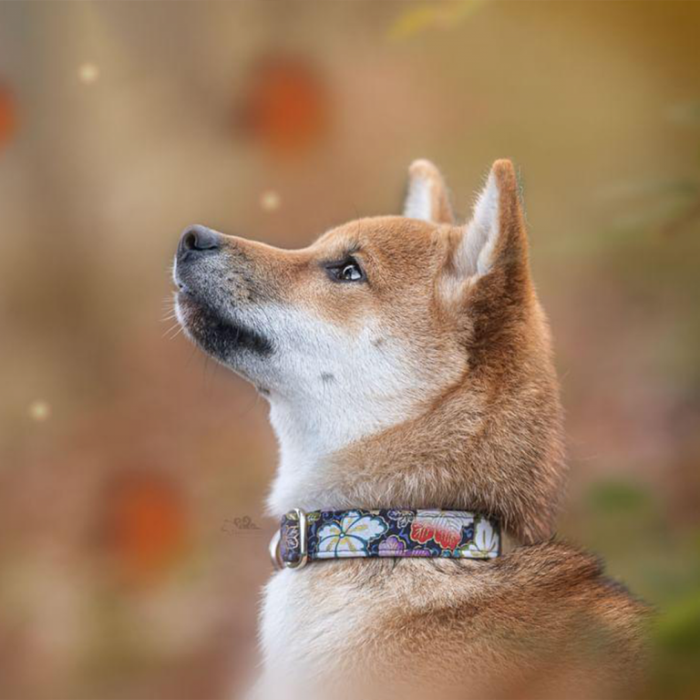 Shiba Inu im blauen Halsbnd Koyo