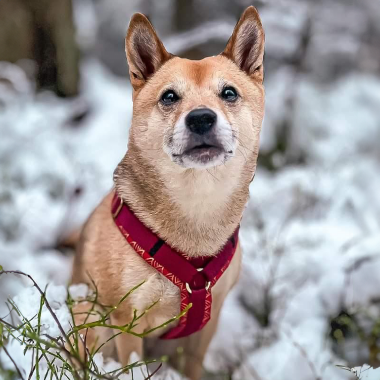 Shiba Inu mit rotem Geschirr in Kaen Matsuri
