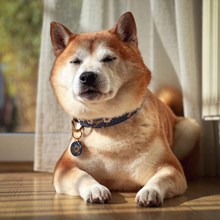 Shiba Inu in Umeko Halsband