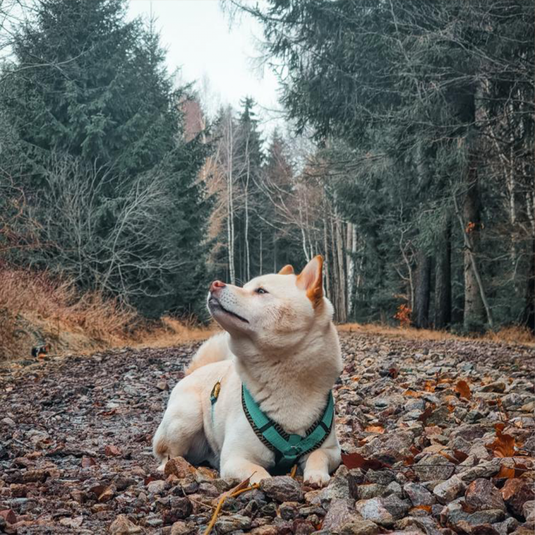 Shiba Inu mit grünem Geschirr Kusa Matsuri