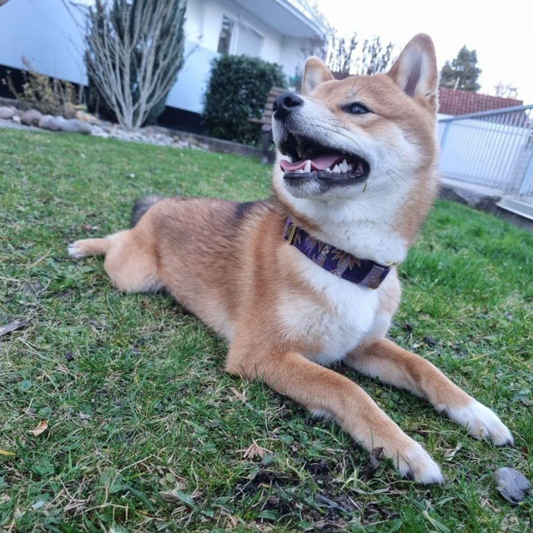 Shiba Inu in Murasaki Take Talsband im Garten