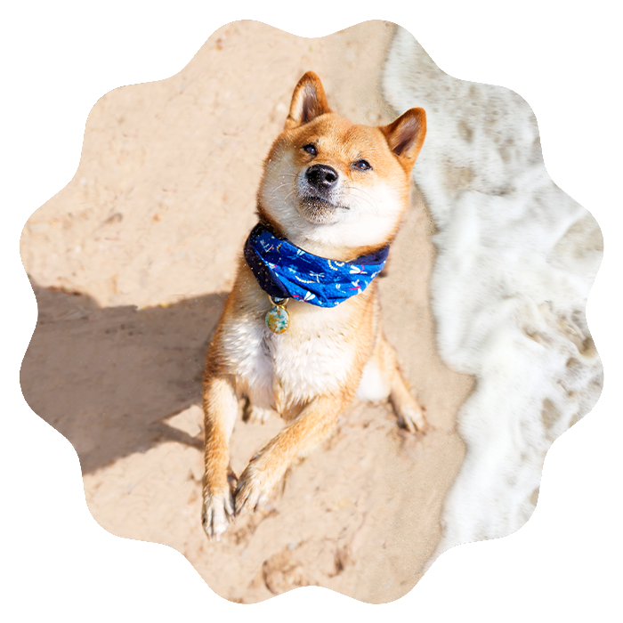 Wirbelförmiges Bild mit Shiba Inu, der auf dem Sand männchen macht. Das Bild wurde von oben geschossen