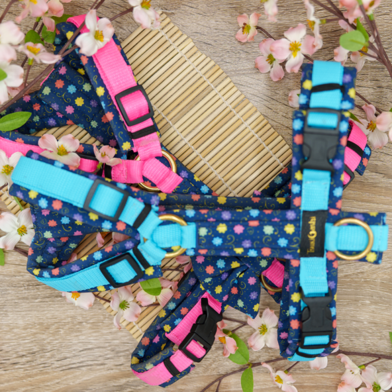 Zwei Geschirre mit blauem Stoff und bunten Punkten aus Softshell. Das untere Geschirr hat ein pinkes Gurtband und das Geschirr draufliegend ein hellblaues Gurtband. Beide Geschirre sind mit Acetal Schnalle und -schiebern ausgestattet und mit Messing-Ringe. Das Pinke Geschirr hat noch eine Fliege aus dem gleichen Stoff wie das Geschirr. Der Stoff heißt Konpeitō