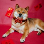 Shiba Inu in einer roten Schleife mit rotem Glücksknoten. Der Hintergrund ist rot und es sind chinesische Hong Bao, rote Geldumschläge, verteilt