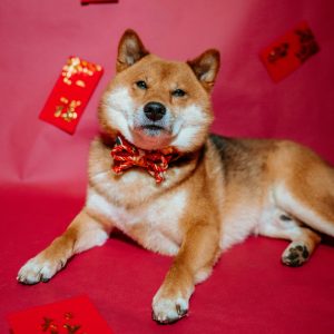 Shiba Inu in einer roten Schleife mit rotem Glücksknoten. Der Hintergrund ist rot und es sind chinesische Hong Bao, rote Geldumschläge, verteilt