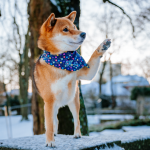 Shiba Inu Akio der auf einer Mauer seht und das Pfötchen hebt. Er hat ein TsukiAshi Saya Halstuch an aus dem bunten blauen Stoff Konpeito. Konpeito sind japanische Süßigkeiten