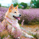Jindo Shiba Dame Sorang zwischen Heidelüten in einem rosa TsukiAshi Halstuch.