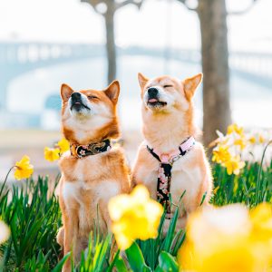 Limited Edition Ryūka